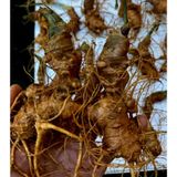  Sâm vùi đầu dài rễ tơ LHNHVN-9010 