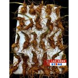  Sâm vùi đầu dài rễ tơ LHNHVN-9010 