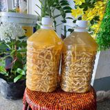  Sâu chít ủ rượu thơm LHNHVN-9011 