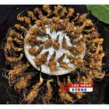  Sâm Ngọc Linh đầu dài rễ tơ LHNHVN-9012 
