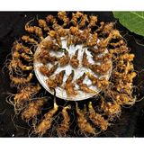  Sâm Ngọc Linh đầu dài rễ tơ LHNHVN-9012 