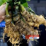  Sâm vùi đầu 3 củ 1kg LHNHVN-9013 