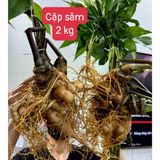  Cặp sâm vùi rừng nặng 2kg LHNHVN-9016 