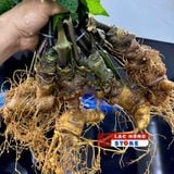  Sâm Vùi Đầu Dài Rễ Tơ Thơm Lừng Vị Sâm LHNHVN-9017 