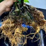  Sâm Vùi Đầu Dài Rễ Tơ Thơm Lừng Vị Sâm LHNHVN-9017 