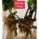  Cặp Sâm Vùi Siêu Khủng LHNHVN-9018 