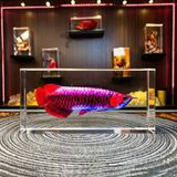  TRANH PHA LÊ CÁ RỒNG VÀNG LHSTVN-9059 