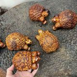  Rùa vàng Gỗ trắc LHWOVN-9043 