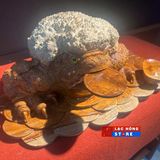  Cóc tài lộc LHWOVN-9049 