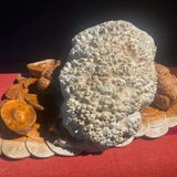  Cóc tài lộc LHWOVN-9049 