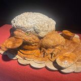  Cóc tài lộc LHWOVN-9049 