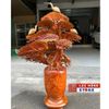  Chậu Tùng Bonsai Vân Đẹp LHWOVN-9135 