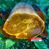  Cây gỗ hóa Ngọc Gia Lai LHWOVN-9165 