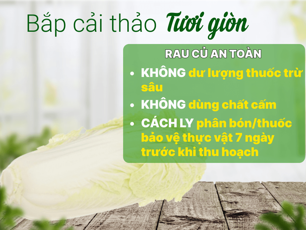  Cải Thảo 