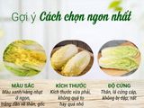  Cải Thảo 
