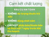  Cải Ngồng 