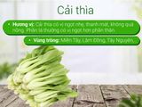  Cải Thìa (Cải Chíp) 