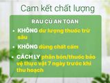  Rau Muống 