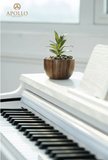 Đàn Piano Điện Apollo DP-66 