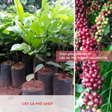  Cây Ghép - Giống cà phê vối TR4 (138) 