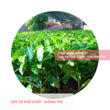  Cây Ghép - Giống cà phê vối TR9 (414) 