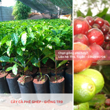  Cây Ghép - Giống cà phê vối TR9 (414) 