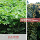  Cây Ghép - Giống cà phê Xanh Lùn 