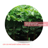  Cây Ghép - Giống cà phê Xanh Lùn 