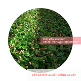  Cây lá má, lá sò - Giống cà phê dây 