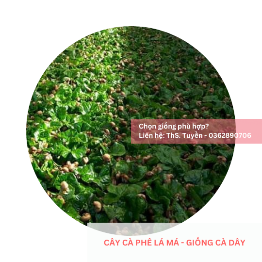  Cây lá má, lá sò - Giống cà phê dây 