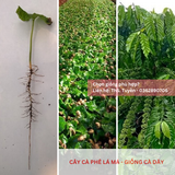  Cây lá má, lá sò - Giống cà phê dây 