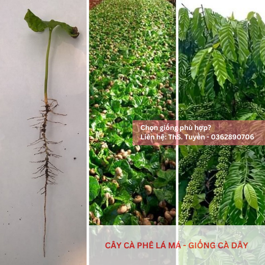  Cây lá má, lá sò - Giống cà phê dây 