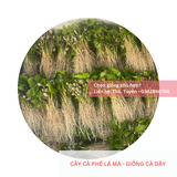  Cây lá má, lá sò - Giống cà phê dây 