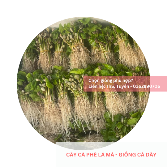  Cây lá má, lá sò - Giống cà phê dây 