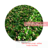 Cây lá má, lá sò - Giống cà phê Thiện Trường 