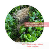  Cây lá má, lá sò - Giống cà phê Thiện Trường 
