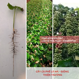 Cây lá má, lá sò - Giống cà phê Thiện Trường 