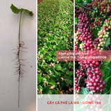  Cây lá má, lá sò - Giống cà phê vối TR4 (138) 
