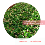  Cây lá má, lá sò - Giống cà phê vối TR4 (138) 