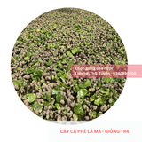  Cây lá má, lá sò - Giống cà phê vối TR4 (138) 