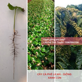  Cây lá má, lá sò - Giống cà phê Xanh Lùn 