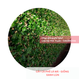  Cây lá má, lá sò - Giống cà phê Xanh Lùn 
