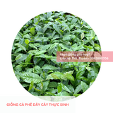  Cây thực sinh - Giống cà phê dây 
