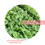  Cây Thực Sinh - Giống cà phê Xanh Lùn 