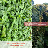  Cây Thực Sinh - Giống cà phê Xanh Lùn 