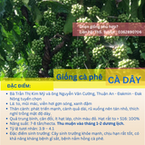  Hạt giống - Giống cà phê dây 