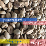  Cây thực sinh - Giống cà phê dây 