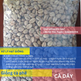  Cây lá má, lá sò - Giống cà phê dây 