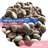  Hạt giống - Giống cà phê dây 