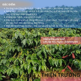  Cây lá má, lá sò - Giống cà phê Thiện Trường 